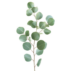 Obraz premium Eucalyptus branch with lush green leaves isolated on a transparent background for design inspiration, eucaliptus branch with leaves isolated transparent background
