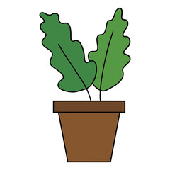 Pot with fishbone cactus