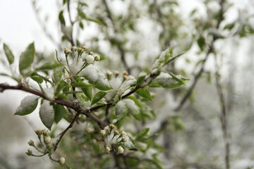 Spring snowfall during the blooming period of orchards. Snow-covered branch of pear tree with flower buds in close-up.