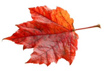 Vivid Red Autumn Leaf Isolated on Black Background Awe Inspiring Fall Colors,