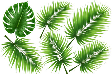 Obraz premium Green Coconut Palm Leaves or Tropical Fronds Isolated on White Background with Clipping Path