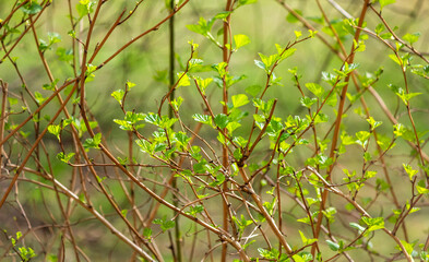 Early spring and young leaves on the bushes .Spring background