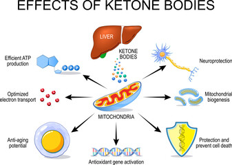 Effects of ketone bodies on mitochondria and human health.