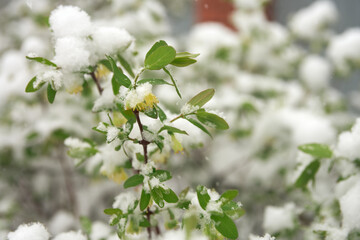 Spring cold in the period of flowering plants. Flowering bush of honeysuckle with snow on the leaves and flowers. Picturesque natural background.