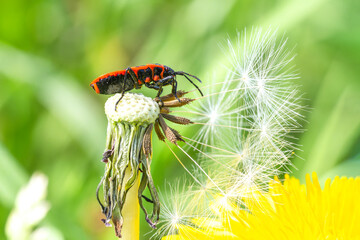 Pyrrhocoris apterus, gendarme sur un pissenlit (Taraxacum officinale)