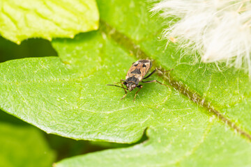 Rhyparochromus vulgaris, une punaise terrestre observée sur une feuille
