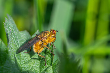 Scatophage du fumier (Scathophaga stercoraria) posée sur une feuille verte