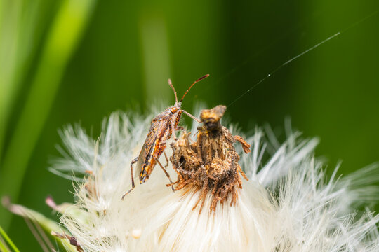 Stictopleurus punctatonervosus, punaise des plantes sur un pissenlit (Taraxacum officinale)