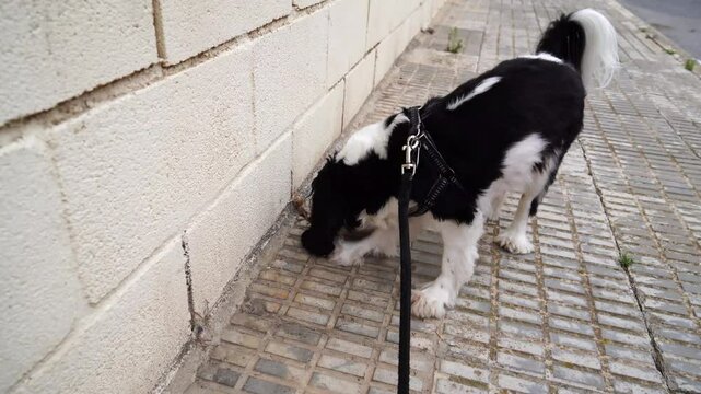 Close-up footage of a Cavalier King Charles Spaniel dog sniffing and exploring outdoors. Captures natural, curious behavior of this lovable breed. Great for pet-themed content, and family friendly