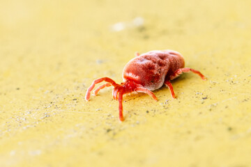 Petite araignée rouge en train de marcher