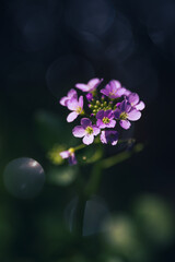Wildflower cuckoo flower or cardamine pratensis,  with shallow depth of field and blurred background
