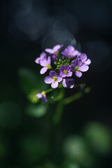 Wildflower cuckoo flower or cardamine pratensis,  with shallow depth of field and blurred background
