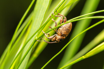 Curculio glandium, charançon des glands, posé sur une plante © Colombe Delons