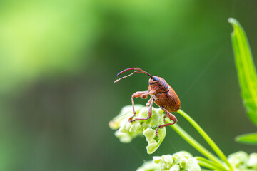 Curculio glandium, charançon des glands, posé sur une plante © Colombe Delons
