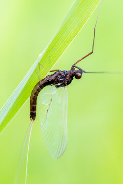 Ephemeridae suspendu sous un brin d'herbe, insecte aquatique au repos