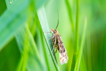 Epirrhoe alterna, papillon de nuit aux ailes fermées dans l'herbe