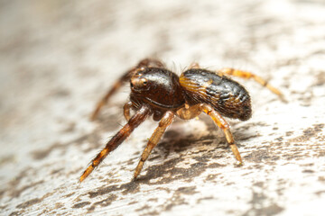 Euophrys spec., araignée sauteuse sur pierre