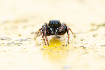 Heliophanus flavipes sur poubelle jaune, araignée en gros plan