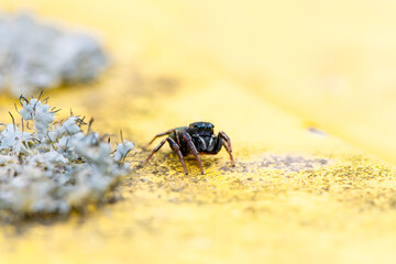 Heliophanus flavipes sur poubelle jaune, araignée en gros plan