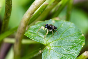 Heliophanus flavipes, araign&eacute;e sauteuse sur une feuille en sous-sol forestier