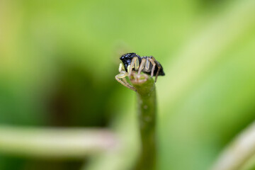 Heliophanus flavipes, araignée sauteuse sur une feuille en sous-sol forestier