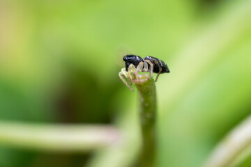Heliophanus flavipes, araignée sauteuse sur une feuille en sous-sol forestier