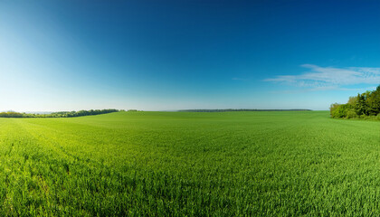 Fototapeta premium expansive beauty green field under a clear blue sky