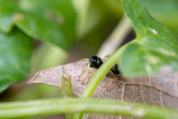 Heliophanus flavipes, araignée sauteuse sur une feuille en sous-sol forestier