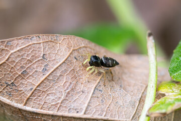Heliophanus flavipes, araignée sauteuse sur une feuille en sous-sol forestier