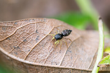 Heliophanus flavipes, araignée sauteuse sur une feuille en sous-sol forestier