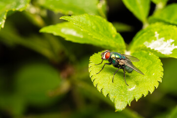 Lucilia spec. sur une feuille, mouche en gros plan