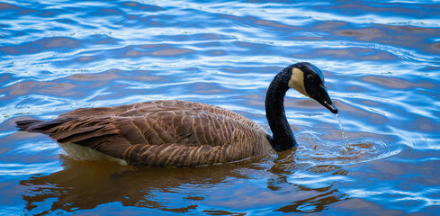 Obraz premium Canada Goose Drinking Water on Lake Surface – Wildlife Close-Up