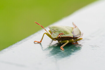 Palomène verte (Palomena prasina) sur support urbain