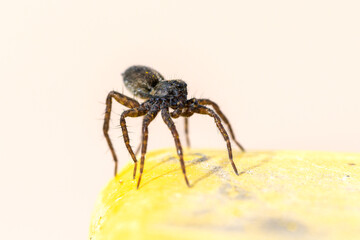 Pardosa milvina (araignée-loup) sur poubelle jaune en position tiptoeing, préparation au ballooning