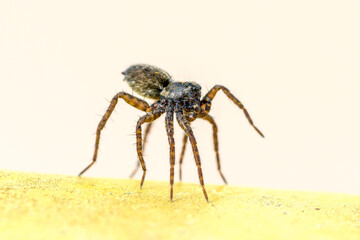 Pardosa milvina (araignée-loup) sur poubelle jaune en position tiptoeing, préparation au ballooning