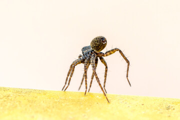Pardosa milvina (araignée-loup) sur poubelle jaune en position tiptoeing, préparation au ballooning