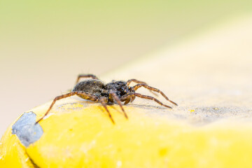 Pardosa milvina (araignée-loup) sur une poubelle jaune en milieu urbain