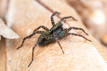 Pardosa spec. (araignée-loup) en sous-sol forestier sur feuilles et branchages, milieu naturel