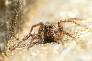 Pardosa spec. (araignée-loup) sur pierre, face à la caméra, en gros plan