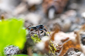 Pardosa spec. (araignée-loup) en sous-sol forestier sur feuilles et branchages, milieu naturel