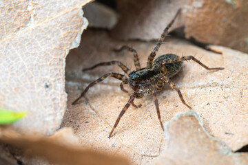 Pardosa spec. (araignée-loup) en sous-sol forestier sur feuilles et branchages, milieu naturel