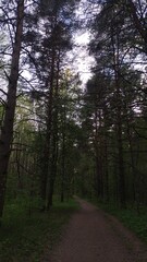 Obraz premium Beautiful road in the green forest under bright color blue sky. High trees in spring background in evening with no people. Natural colors