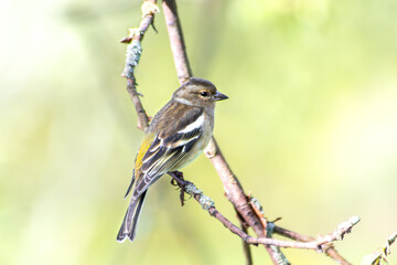 Pinson des arbres femelle sur branche, observation en forêt