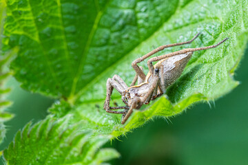 Pisaure admirable (Pisaura mirabilis) sur feuille, araignée en milieu naturel