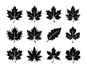 Fototapeta premium Fall Season Botanical Silhouette Collection