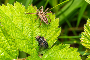 Pisaure admirable (Pisaura mirabilis) sur feuille, araignée en milieu naturel