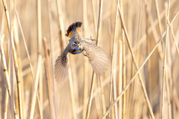 bluethroat flying against a wall of reeds