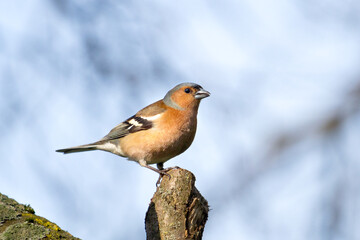 chaffinch sits on a branch in the morning light