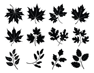 Fototapeta premium Monochrome Vector of Autumn Foliage and Berries