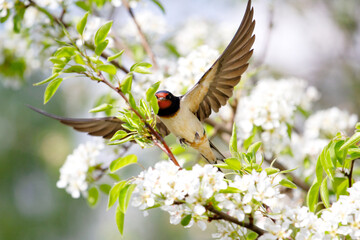 early bird, barn swallow flies among the flowering branches